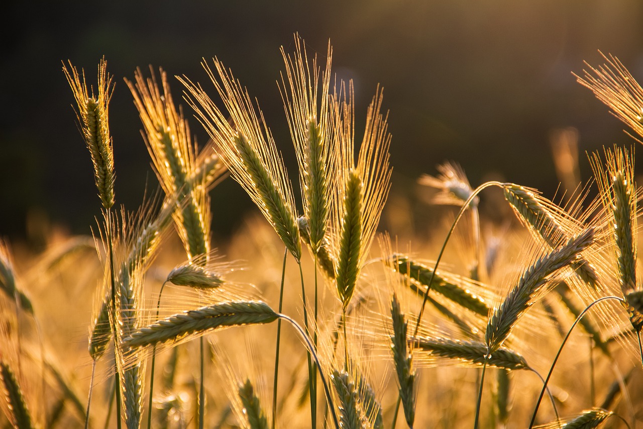 barley-6375839_1280