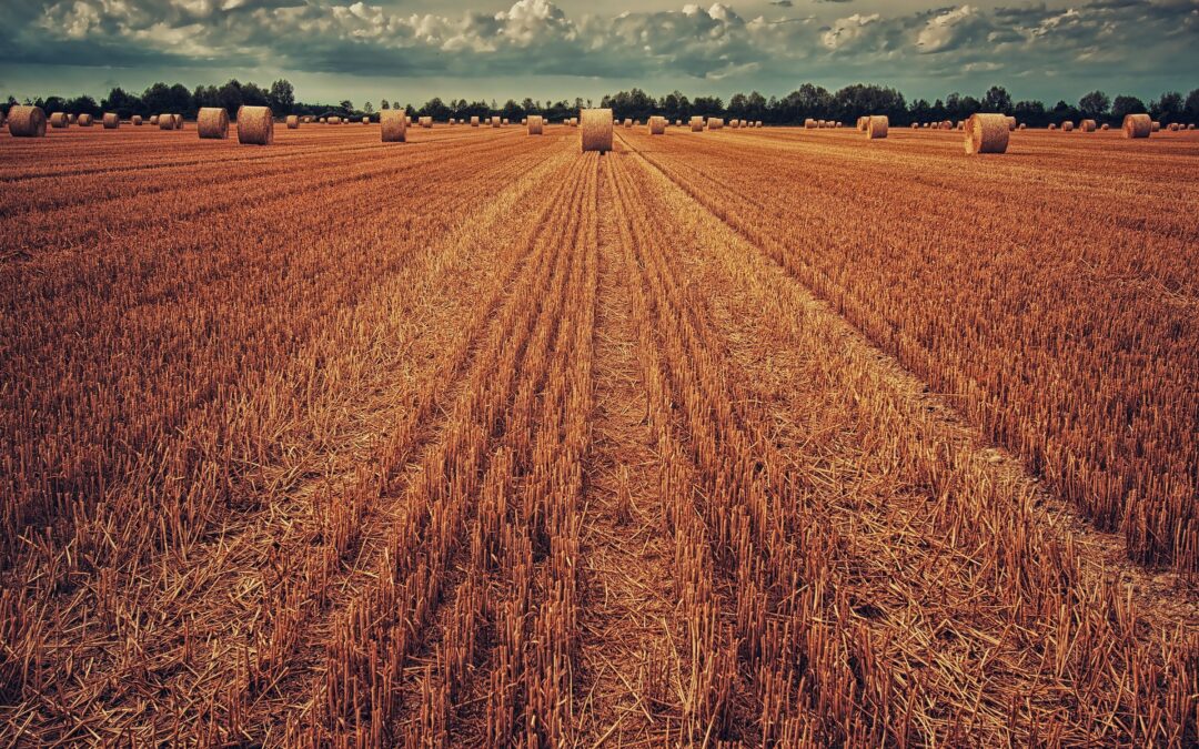 Innovazione e tradizione: le nuove tecnologie che stanno rivoluzionando l’agricoltura sostenibile