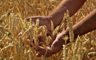 Storie dal campo: le voci dei nostri agricoltori sul loro lavoro e la passione per il territorio