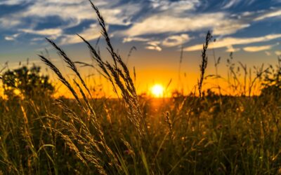 Tra natura e sostenibilità: l’impegno dell’azienda Raglione Lolita per un futuro migliore